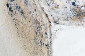 Best Mold Prevention Services  in Wilmington, NC